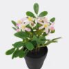Artificial Flower Wild flower in PP pot GS-03325014_2 Artificial Flower 17*17*20cm Wild flower in PP pot GS-03325014 2025JUL YeahFlower is one of Chinese leading OEM manufacturers and exporters , supplying the silk flowers, wholesale artificial trees