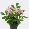 Artificial Flower Wild flower in PP pot GS-03325014_3 Artificial Flower 17*17*20cm Wild flower in PP pot GS-03325014 2025JUL YeahFlower is one of Chinese leading OEM manufacturers and exporters , supplying the silk flowers, wholesale artificial trees