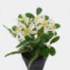 Artificial Flower Wild flower in PP pot GS-03325014_4 Artificial Flower 17*17*20cm Wild flower in PP pot GS-03325014 2025JUL YeahFlower is one of Chinese leading OEM manufacturers and exporters , supplying the silk flowers, wholesale artificial trees