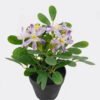 Artificial Flower Wild flower in PP pot GS-03325014_5 Artificial Flower 17*17*20cm Wild flower in PP pot GS-03325014 2025JUL YeahFlower is one of Chinese leading OEM manufacturers and exporters , supplying the silk flowers, wholesale artificial trees