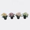 Artificial Flower Wild flower in PP pot GS-03325017_1 Artificial Flower 20*20*21cm Wild flower in PP pot GS-03325017 2025JUL YeahFlower is one of Chinese leading OEM manufacturers and exporters , supplying the silk flowers, wholesale artificial trees