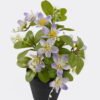 Artificial Flower Winter jasmine in PP pot GS-03325011-Z1_4 Artificial Flower 18*18*24cm Winter jasmine in PP pot GS-03325011-Z1 2025JUL YeahFlower is one of Chinese leading OEM manufacturers and exporters , supplying the silk flowers, wholesale artificial trees