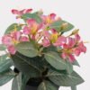 Artificial Flower 15*15*20cm mini Bauhinia in PP pot GS-03325006-R1 2025JUL YeahFlower is one of Chinese leading OEM manufacturers and exporters , supplying the silk flowers, wholesale artificial trees