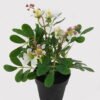 Artificial Flower mini Bauhinia in PP pot GS-03325009-W1_2 Artificial Flower 22*22*28cm mini Bauhinia in PP pot GS-03325009-W1 2025JUL YeahFlower is one of Chinese leading OEM manufacturers and exporters , supplying the silk flowers, wholesale artificial trees