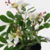 Artificial Flower mini Bauhinia in PP pot GS-03325009-W1_3 Artificial Flower 22*22*28cm mini Bauhinia in PP pot GS-03325009-W1 2025JUL YeahFlower is one of Chinese leading OEM manufacturers and exporters , supplying the silk flowers, wholesale artificial trees