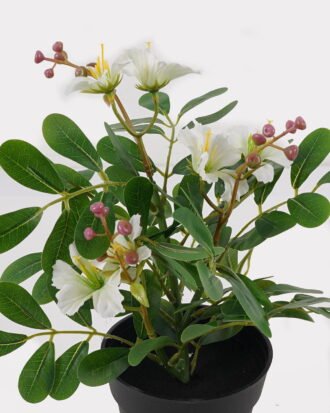Artificial Flower 22*22*28cm mini Bauhinia in PP pot GS-03325009-W1 2025JUL YeahFlower is one of Chinese leading OEM manufacturers and exporters , supplying the silk flowers, wholesale artificial trees Artificial Flower 22*22*28cm mini Bauhinia in PP pot GS-03325009-W1 2025JUL YeahFlower is one of Chinese leading OEM manufacturers and exporters , supplying the silk flowers, wholesale artificial trees