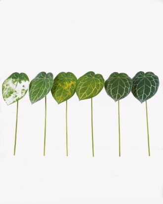 Artificial Plant 30*30*81cm Anthurium crystallinum single stem GS-70325011KD 2025SEP YeahFlower is one of Chinese leading OEM manufacturers and exporters , supplying the silk flowers, wholesale artificial trees
