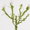 Artificial Plant Branch single stem GS-30025013_9 Artificial Plant 30*30*72cm Branch single stem GS-30025013 2025JUL YeahFlower is one of Chinese leading OEM manufacturers and exporters , supplying the silk flowers, wholesale artificial trees