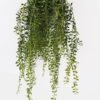 Artificial Plant 30*30*122cm Chlorophytum comosum hanging GS-48125001 2025JUL YeahFlower is one of Chinese leading OEM manufacturers and exporters , supplying the silk flowers, wholesale artificial trees