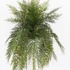 Artificial Plant Chlorophytum comosum hanging GS-48125002_3 Artificial Plant 51*51*107cm Chlorophytum comosum hanging GS-48125002 2025JUL YeahFlower is one of Chinese leading OEM manufacturers and exporters , supplying the silk flowers, wholesale artificial trees
