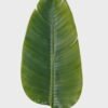 Artificial Plant 27*27*115cm Leaf single stem GS-46725021 2025AUG YeahFlower is one of Chinese leading OEM manufacturers and exporters , supplying the silk flowers, wholesale artificial trees