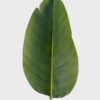 Artificial Plant 26*26*100cm  Leaf single stem GS-46725022 2025AUG YeahFlower is one of Chinese leading OEM manufacturers and exporters , supplying the silk flowers, wholesale artificial trees