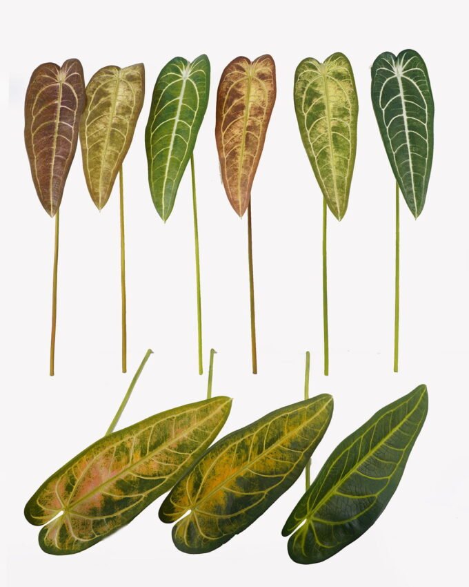 Artificial Plant 17*17*82cm Leaf single stem GS-70325012KD 2025SEP YeahFlower is one of Chinese leading OEM manufacturers and exporters , supplying the silk flowers, wholesale artificial trees