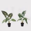 Artificial Table Plants 60*46*50cm Alocasia in PP pot GS-03325034 2025JUL YeahFlower is one of Chinese leading OEM manufacturers and exporters , supplying the silk flowers, wholesale artificial trees
