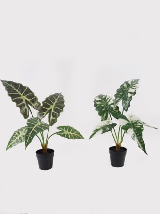 Artificial Table Plants 52*42*50cm Alocasia in PP pot GS-03325035 2025JUL 3,000+ sqm showroom with thousands of artificial flowers, plants & trees ready for global sourcing.