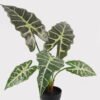 Artificial Table Plants 60*46*50cm Alocasia in PP pot GS-03325034 2025JUL YeahFlower is one of Chinese leading OEM manufacturers and exporters , supplying the silk flowers, wholesale artificial trees