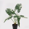 Artificial Table Plants 60*46*50cm Alocasia in PP pot GS-03325034 2025JUL YeahFlower is one of Chinese leading OEM manufacturers and exporters , supplying the silk flowers, wholesale artificial trees