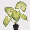 Artificial Table Plants 52*42*50cm Alocasia in PP pot GS-03325035 2025JUL YeahFlower is one of Chinese leading OEM manufacturers and exporters , supplying the silk flowers, wholesale artificial trees
