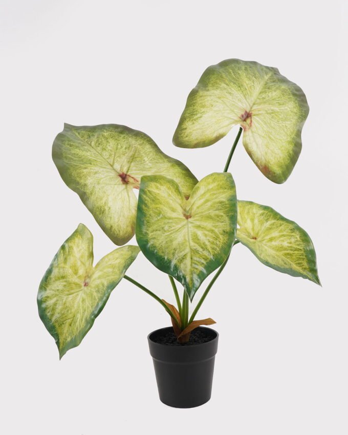 Artificial Table Plants 52*42*50cm Alocasia in PP pot GS-03325035 2025JUL YeahFlower is one of Chinese leading OEM manufacturers and exporters , supplying the silk flowers, wholesale artificial trees