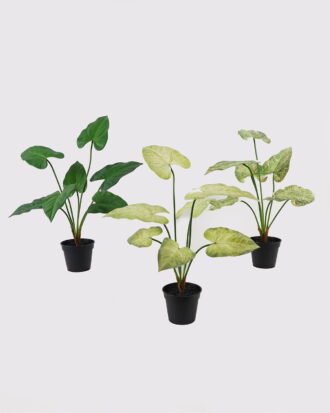 Artificial Table Plants 48*48*56cm Anthurium Leaf in PP pot GS-03325032 2025JUL YeahFlower is one of Chinese leading OEM manufacturers and exporters , supplying the silk flowers, wholesale artificial trees Artificial Table Plants 48*48*56cm Anthurium Leaf in PP pot GS-03325032 2025JUL YeahFlower is one of Chinese leading OEM manufacturers and exporters , supplying the silk flowers, wholesale artificial trees