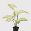Artificial Table Plants Anthurium Leaf in PP pot GS-03325032_5 Artificial Table Plants 48*48*56cm Anthurium Leaf in PP pot GS-03325032 2025JUL YeahFlower is one of Chinese leading OEM manufacturers and exporters , supplying the silk flowers, wholesale artificial trees