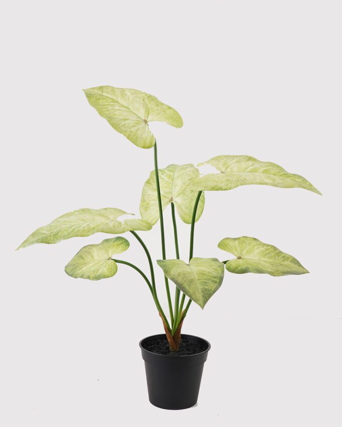 Artificial Table Plants Anthurium Leaf in PP pot GS-03325032_5 Artificial Table Plants 48*48*56cm Anthurium Leaf in PP pot GS-03325032 2025JUL YeahFlower is one of Chinese leading OEM manufacturers and exporters , supplying the silk flowers, wholesale artificial trees