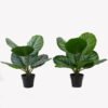 Artificial Table Plants 28*28*39cm Apple leaf in PP pot/9 lvs GS-73225002 2025SEP YeahFlower is one of Chinese leading OEM manufacturers and exporters , supplying the silk flowers, wholesale artificial trees