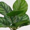 Artificial Table Plants 28*28*39cm Apple leaf in PP pot/9 lvs GS-73225002 2025SEP YeahFlower is one of Chinese leading OEM manufacturers and exporters , supplying the silk flowers, wholesale artificial trees