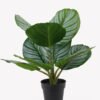 Artificial Table Plants 28*28*39cm Apple leaf in PP pot/9 lvs GS-73225002 2025SEP YeahFlower is one of Chinese leading OEM manufacturers and exporters , supplying the silk flowers, wholesale artificial trees