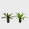 Artificial Table Plants Asplenium nidus in PP pot GS-03325038_1 Artificial Table Plants 58*58*40cm Asplenium nidus in PP pot GS-03325038 2025JUL YeahFlower is one of Chinese leading OEM manufacturers and exporters , supplying the silk flowers, wholesale artificial trees
