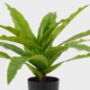 Artificial Table Plants Asplenium nidus in PP pot GS-03325038_2 Artificial Table Plants 58*58*40cm Asplenium nidus in PP pot GS-03325038 2025JUL YeahFlower is one of Chinese leading OEM manufacturers and exporters , supplying the silk flowers, wholesale artificial trees