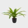 Artificial Table Plants Asplenium nidus in PP pot GS-03325038_3 Artificial Table Plants 58*58*40cm Asplenium nidus in PP pot GS-03325038 2025JUL YeahFlower is one of Chinese leading OEM manufacturers and exporters , supplying the silk flowers, wholesale artificial trees