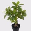 Artificial Table Plants 22*22*50cm Bay leaf in pp pot GS-46725048 2025JUL YeahFlower is one of Chinese leading OEM manufacturers and exporters , supplying the silk flowers, wholesale artificial trees