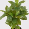 Artificial Table Plants 22*22*50cm Bay leaf in pp pot GS-46725048 2025JUL YeahFlower is one of Chinese leading OEM manufacturers and exporters , supplying the silk flowers, wholesale artificial trees