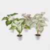 Artificial Table Plants 52*46*55cm Caladium in PP pot GS-03325022 2025JUL YeahFlower is one of Chinese leading OEM manufacturers and exporters , supplying the silk flowers, wholesale artificial trees