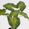 Artificial Table Plants 52*46*55cm Caladium in PP pot GS-03325022 2025JUL YeahFlower is one of Chinese leading OEM manufacturers and exporters , supplying the silk flowers, wholesale artificial trees