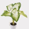 Artificial Table Plants 52*46*55cm Caladium in PP pot GS-03325022 2025JUL YeahFlower is one of Chinese leading OEM manufacturers and exporters , supplying the silk flowers, wholesale artificial trees
