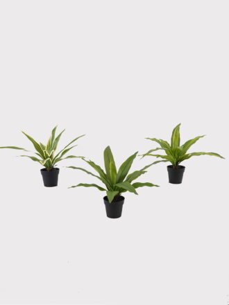 Artificial Table Plants 52*42*50cm Alocasia in PP pot GS-03325035 2025JUL 3,000+ sqm showroom with thousands of artificial flowers, plants & trees ready for global sourcing.