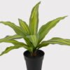 Artificial Table Plants Dracaena in PP pot GS-03325036_3 Artificial Table Plants 50*50*30cm Dracaena in PP pot GS-03325036 2025JUL YeahFlower is one of Chinese leading OEM manufacturers and exporters , supplying the silk flowers, wholesale artificial trees