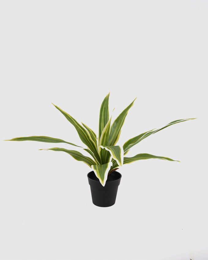 Artificial Table Plants Dracaena in PP pot GS-03325036_6 Artificial Table Plants 50*50*30cm Dracaena in PP pot GS-03325036 2025JUL YeahFlower is one of Chinese leading OEM manufacturers and exporters , supplying the silk flowers, wholesale artificial trees
