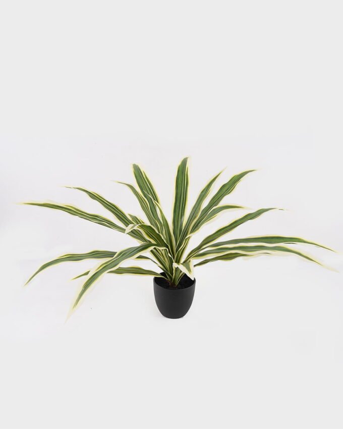 Artificial Table Plants Dracaena in PP pot GS-03325037_4 Artificial Table Plants 100*100*48cm Dracaena in PP pot GS-03325037 2025JUL YeahFlower is one of Chinese leading OEM manufacturers and exporters , supplying the silk flowers, wholesale artificial trees