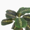 Artificial Table Plants 35*35*42cm Dragon bone leaves in pp pot GS-70125008 2025SEP YeahFlower is one of Chinese leading OEM manufacturers and exporters , supplying the silk flowers, wholesale artificial trees
