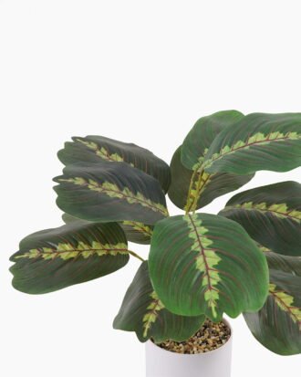 Artificial Table Plants 35*35*42cm Dragon bone leaves in pp pot GS-70125008 2025SEP YeahFlower is one of Chinese leading OEM manufacturers and exporters , supplying the silk flowers, wholesale artificial trees Artificial Table Plants 35*35*42cm Dragon bone leaves in pp pot GS-70125008 2025SEP YeahFlower is one of Chinese leading OEM manufacturers and exporters , supplying the silk flowers, wholesale artificial trees