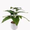 Artificial Table Plants 37*37*42cm Epipremnum aureum in pp pot GS-70125010 2025SEP YeahFlower is one of Chinese leading OEM manufacturers and exporters , supplying the silk flowers, wholesale artificial trees