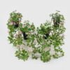 Artificial Table Plants 22*22*50cm Hanging wild flower in PP pot GS-03325028 2025JUL YeahFlower is one of Chinese leading OEM manufacturers and exporters , supplying the silk flowers, wholesale artificial trees