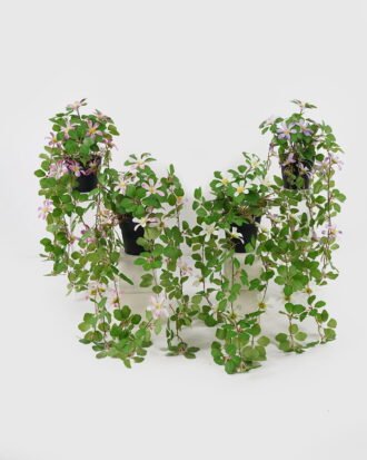 Artificial Table Plants 22*22*50cm Hanging wild flower in PP pot GS-03325028 2025JUL YeahFlower is one of Chinese leading OEM manufacturers and exporters , supplying the silk flowers, wholesale artificial trees Artificial Table Plants 22*22*50cm Hanging wild flower in PP pot GS-03325028 2025JUL YeahFlower is one of Chinese leading OEM manufacturers and exporters , supplying the silk flowers, wholesale artificial trees