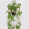 Artificial Table Plants 22*22*50cm Hanging wild flower in PP pot GS-03325028 2025JUL YeahFlower is one of Chinese leading OEM manufacturers and exporters , supplying the silk flowers, wholesale artificial trees