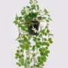 Artificial Table Plants 22*22*50cm Hanging wild flower in PP pot GS-03325028 2025JUL YeahFlower is one of Chinese leading OEM manufacturers and exporters , supplying the silk flowers, wholesale artificial trees