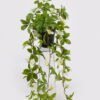 Artificial Table Plants 22*22*50cm Hanging wild flower in PP pot GS-03325029 2025JUL YeahFlower is one of Chinese leading OEM manufacturers and exporters , supplying the silk flowers, wholesale artificial trees
