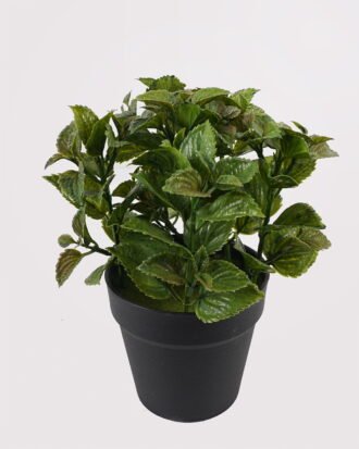 Artificial Table Plants 22*22*28cm Lavender Leef in PP pot GS-46725010 2025AUG YeahFlower is one of Chinese leading OEM manufacturers and exporters , supplying the silk flowers, wholesale artificial trees
